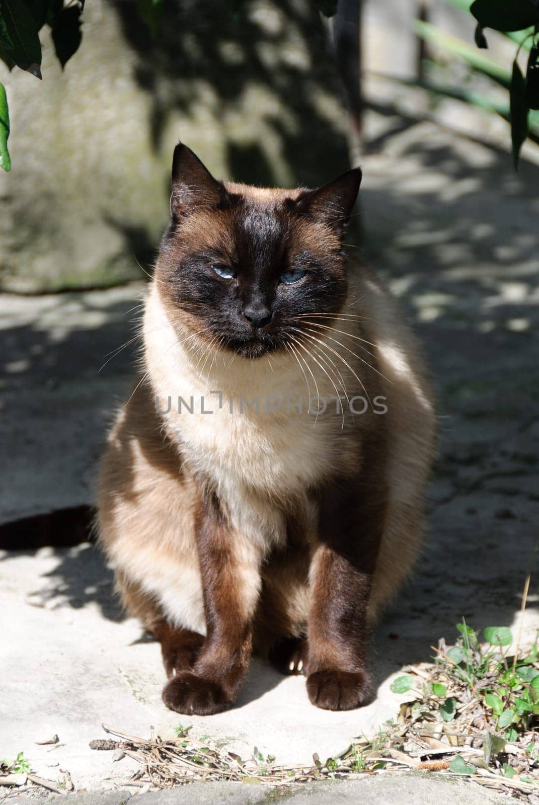 siamese breed of cat with blue eyes sitting