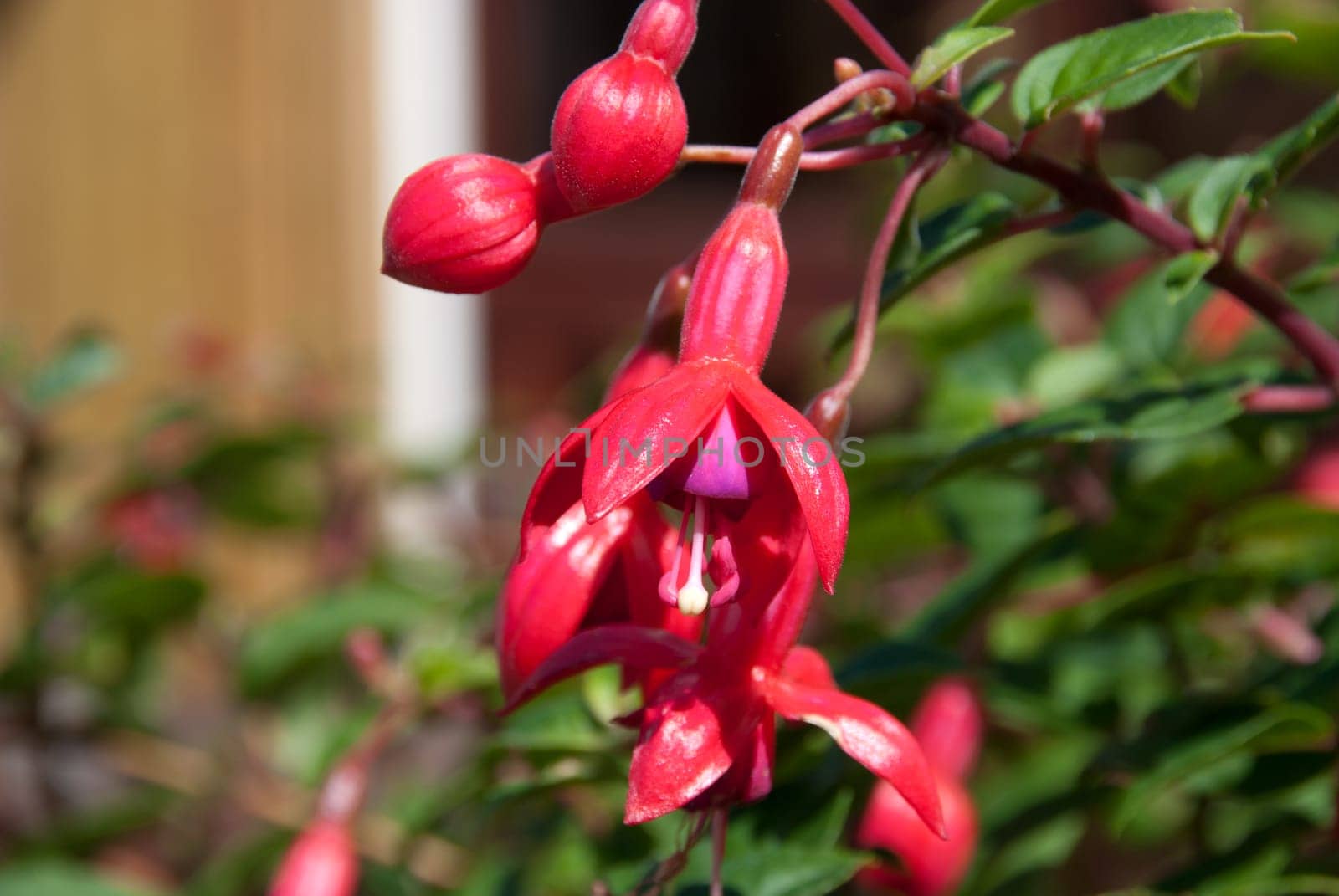 fuchsia flower in tintagel in cornwall