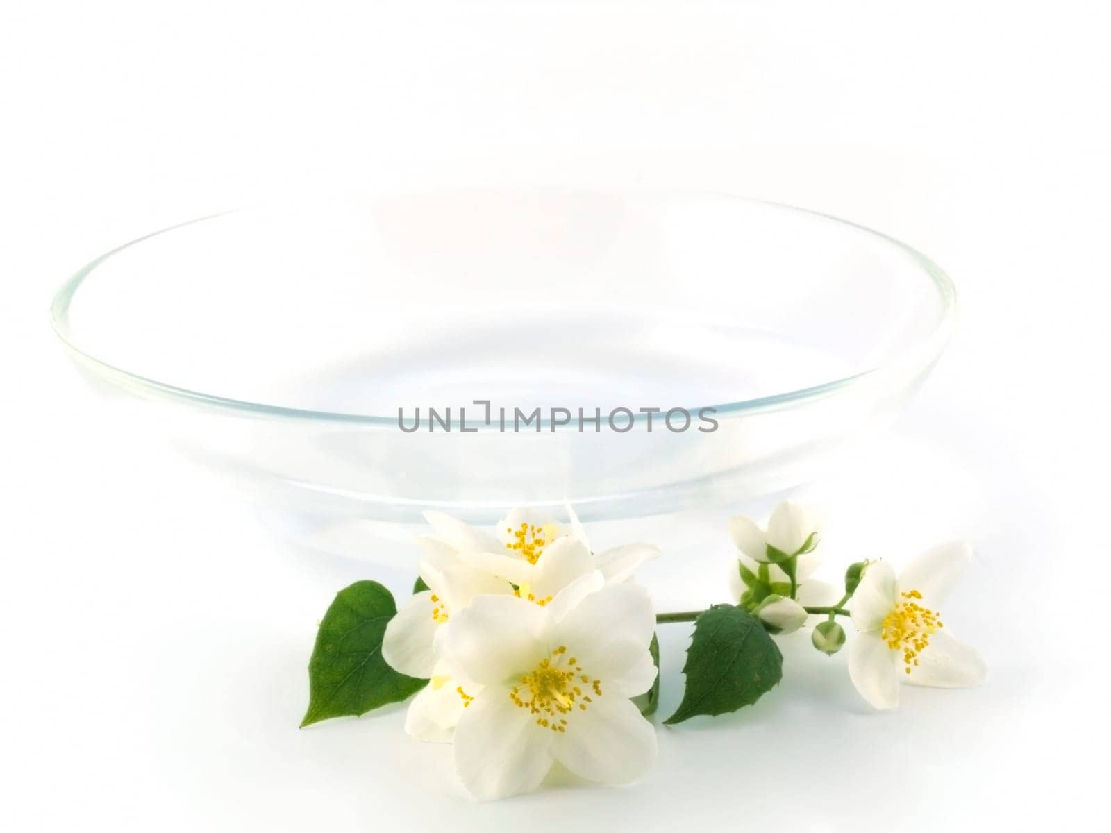 Jasmine