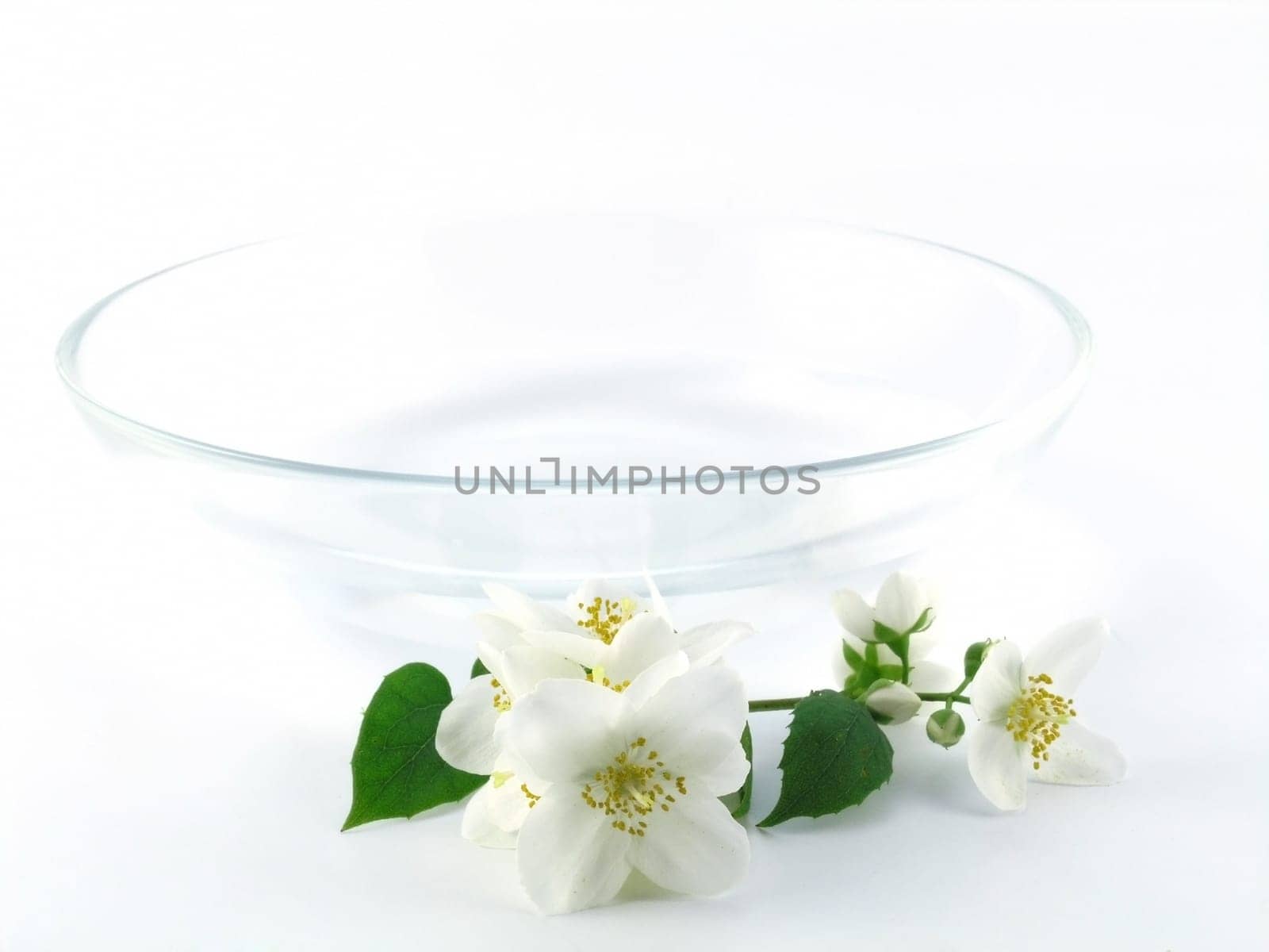 Jasmine