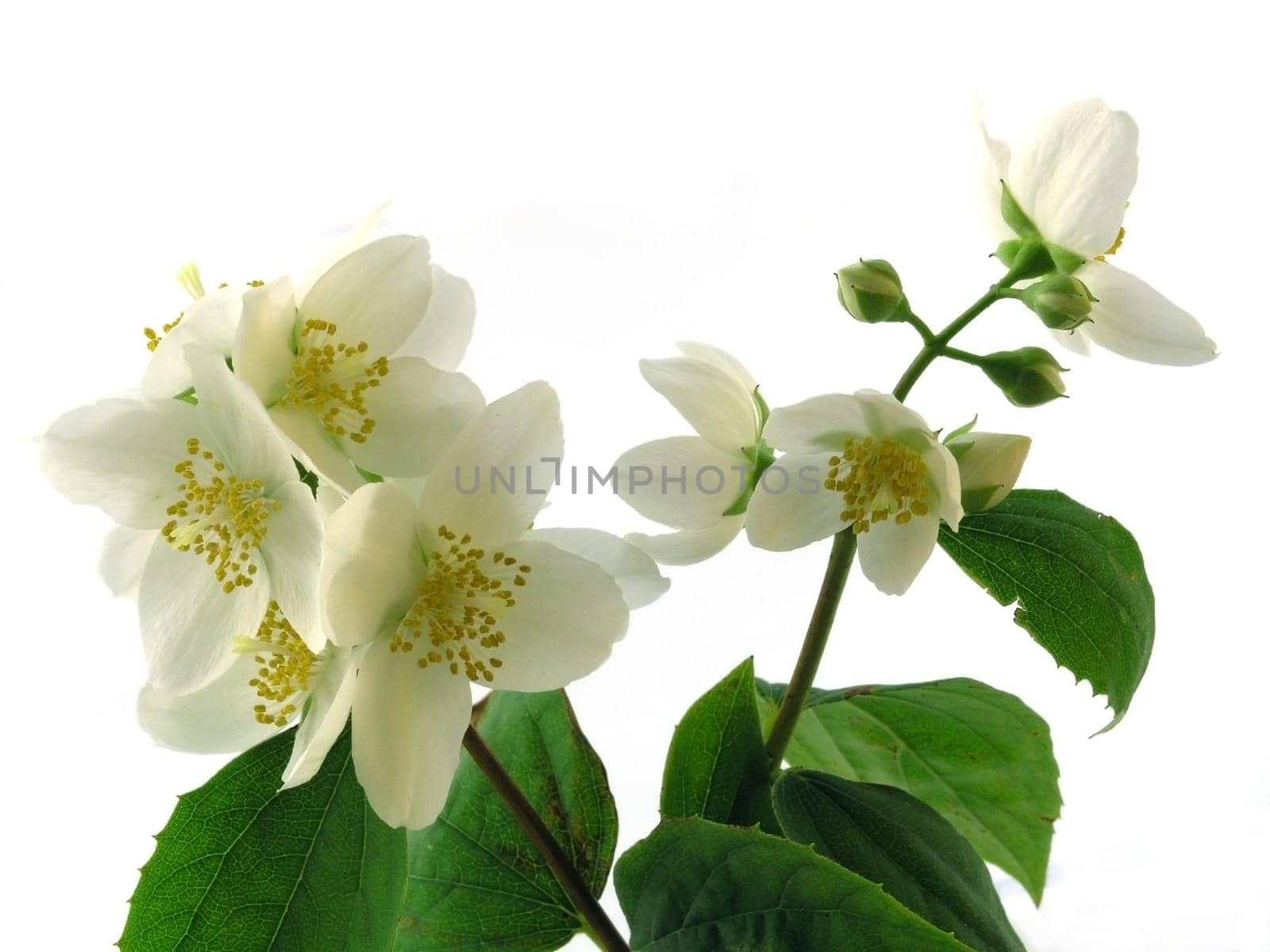 Jasmine