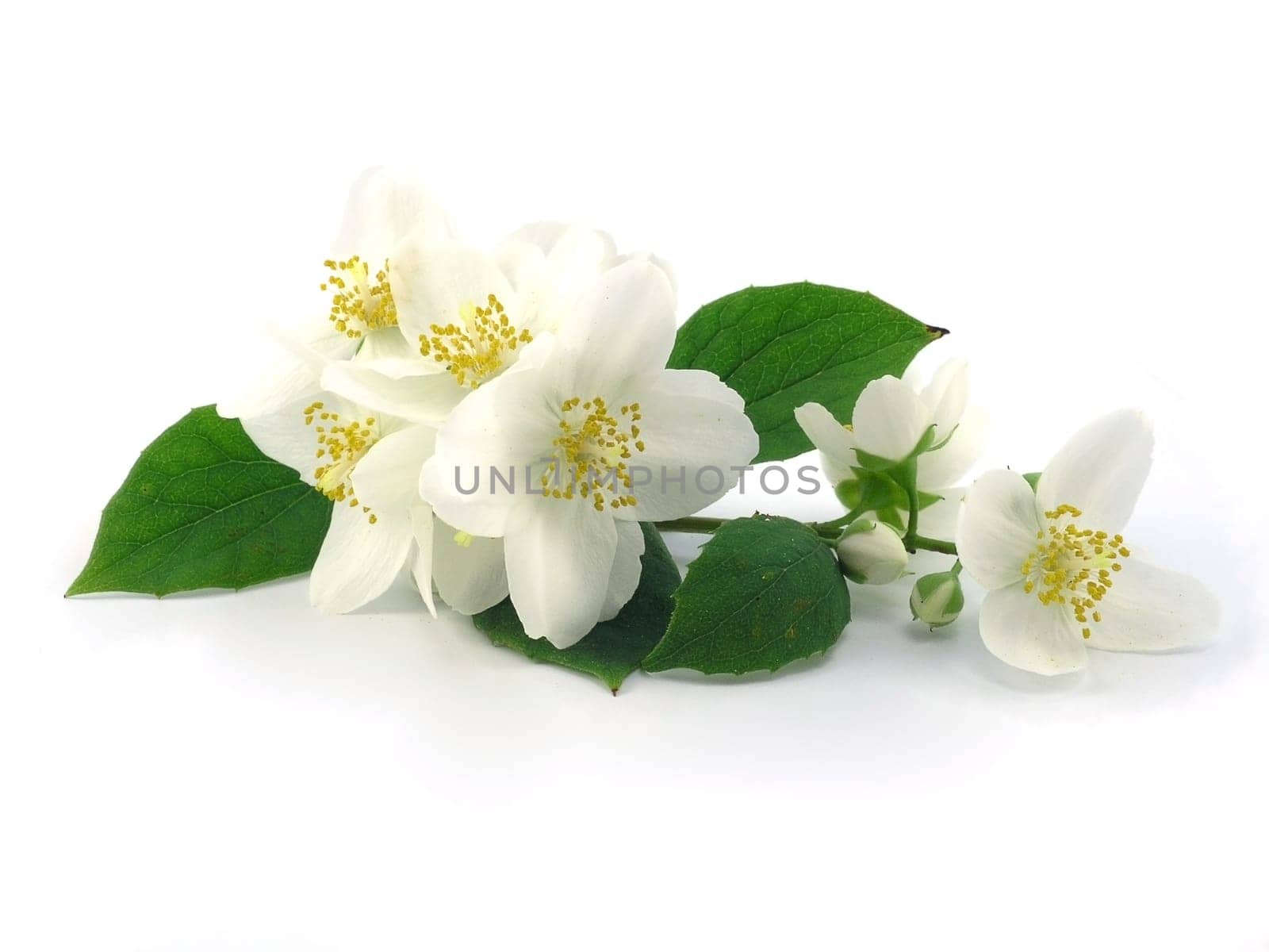 Jasmine