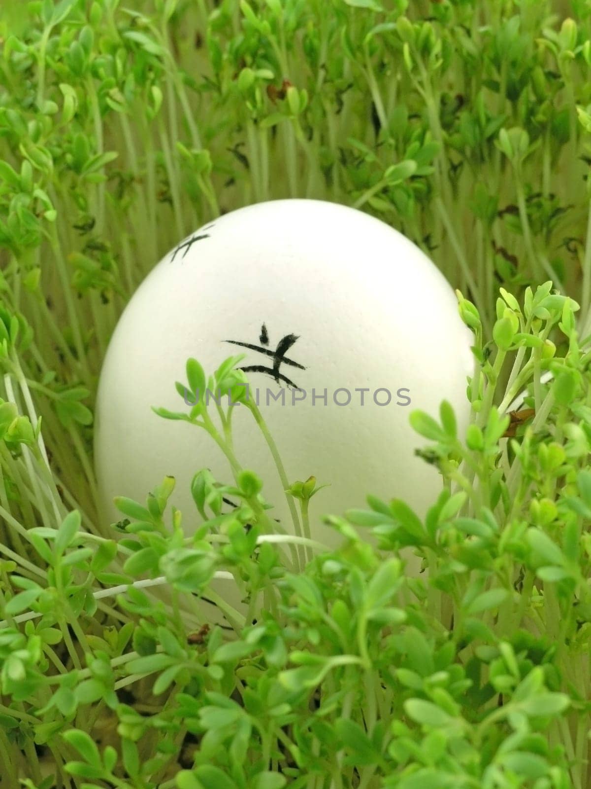 colourful Easter Eggs on a green background