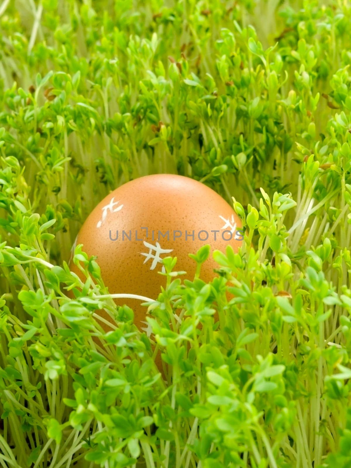 colourful Easter Eggs on a green background