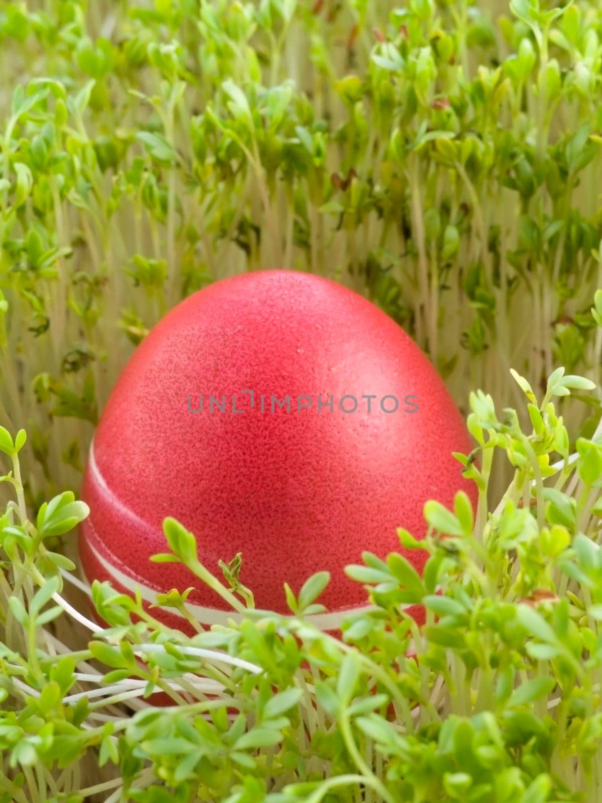 colourful Easter Eggs on a green background