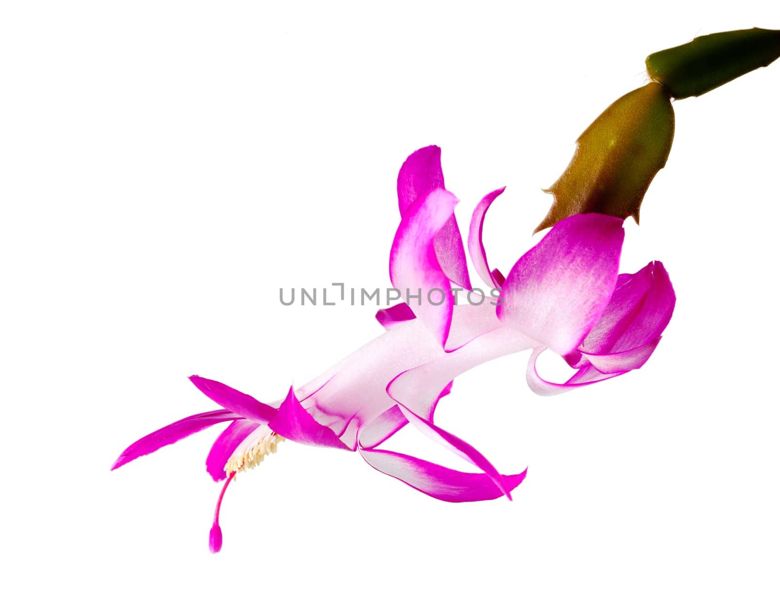 Blossom of the Christmas Cacti flower in macro and isolated against white