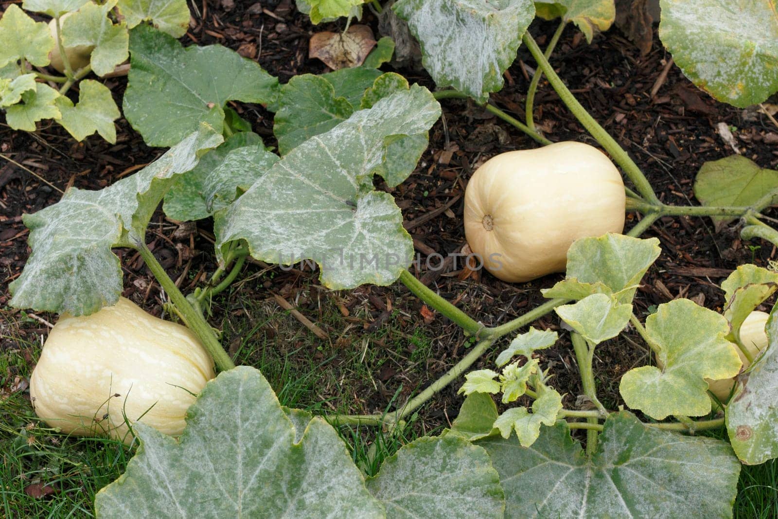 Butternut squash fruit growing outdoors in a garden.