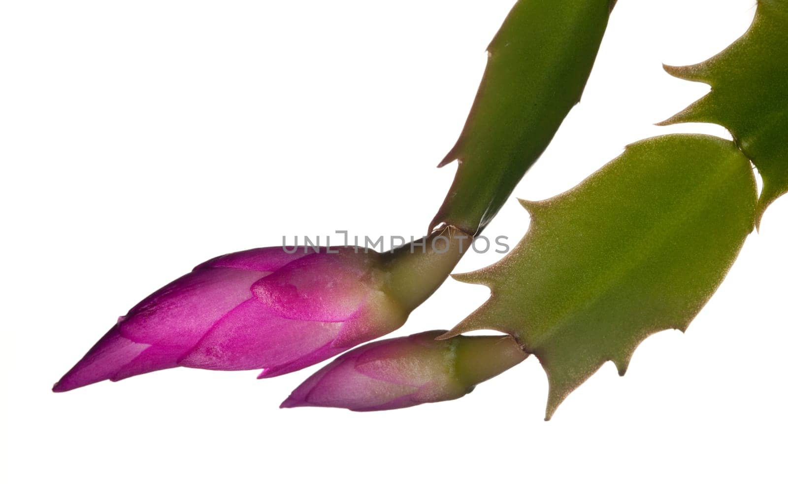Buds of the Christmas Cacti flower in macro and isolated against white