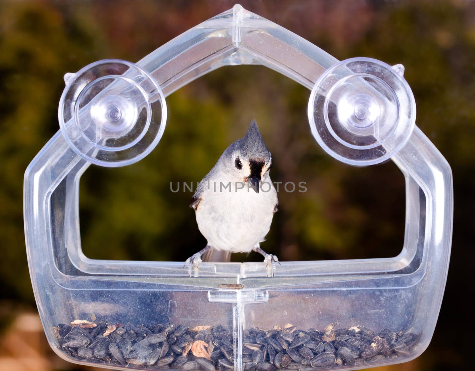 Tufted titmouse bird on a window mounted bird feeder eating seeds