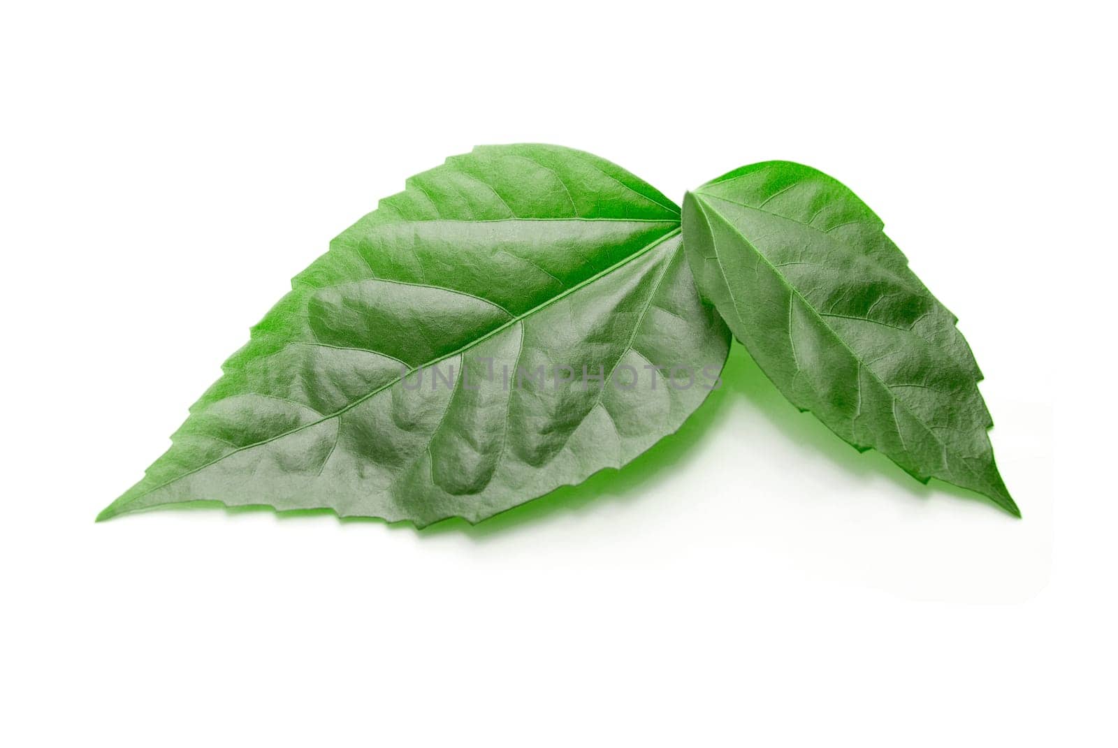 Green leaves isolated on white background