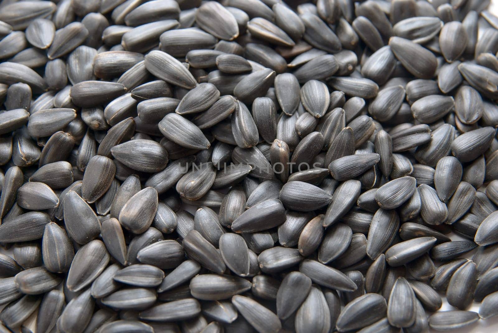 Close-up of Sunflower seed. texture background