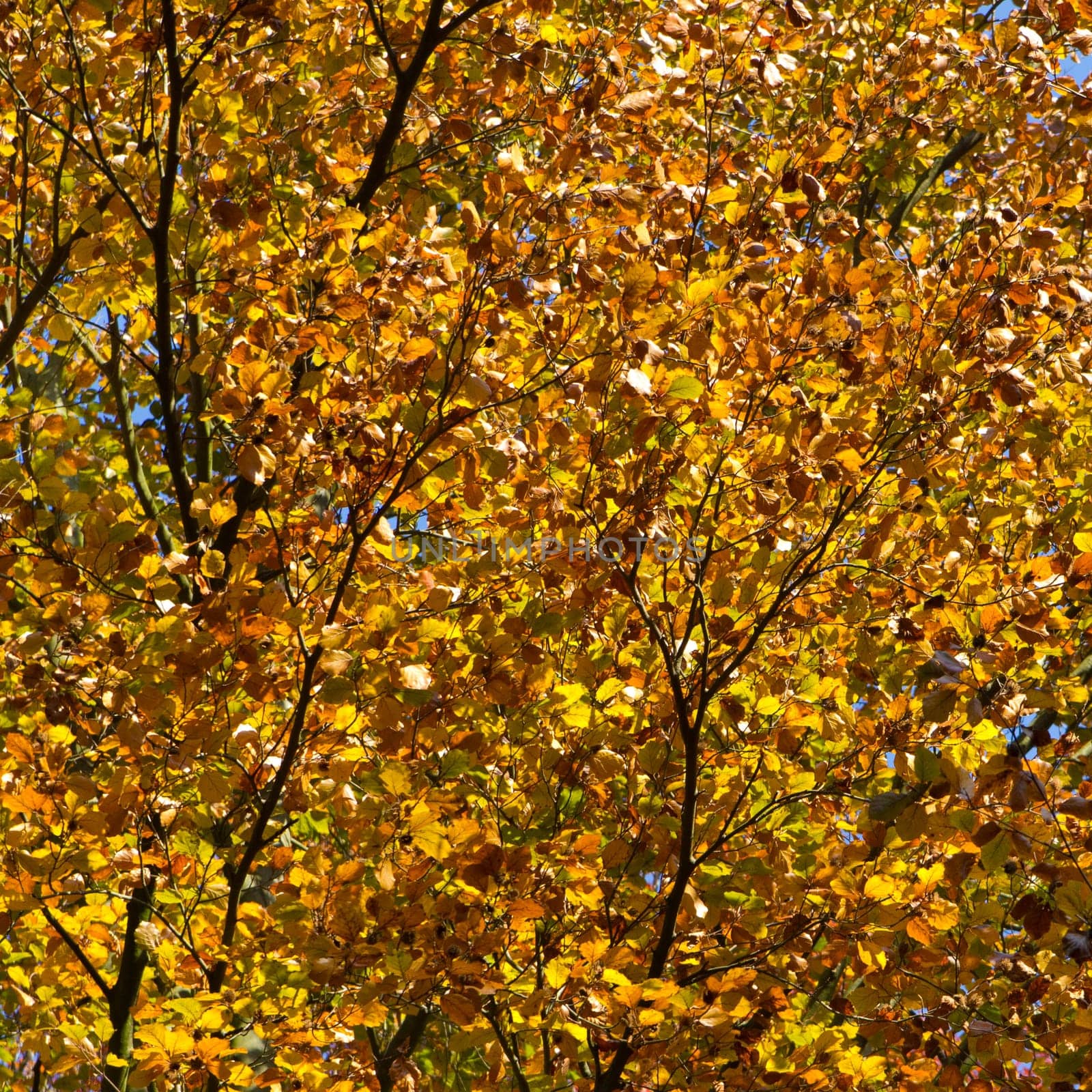leafs fall orange purple thinking fun sunny