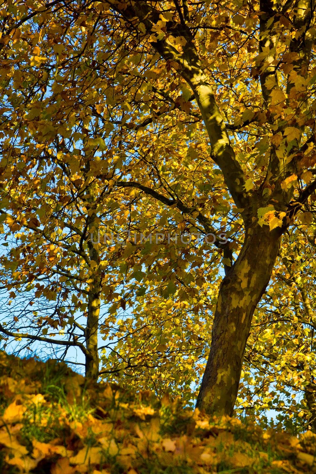 leafs fall orange purple thinking fun sunny