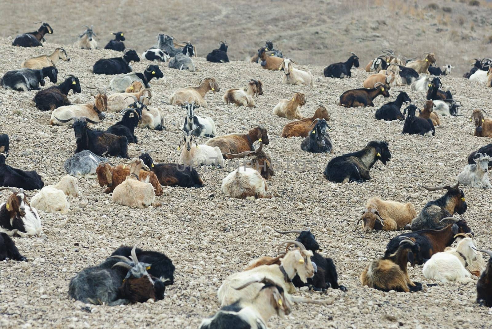 goats