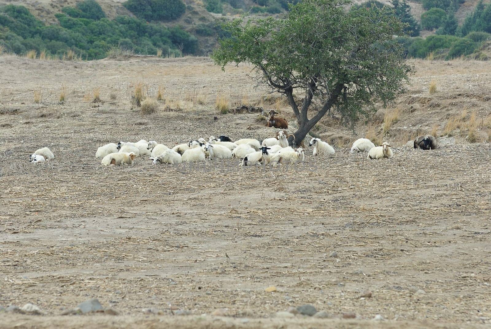 goats