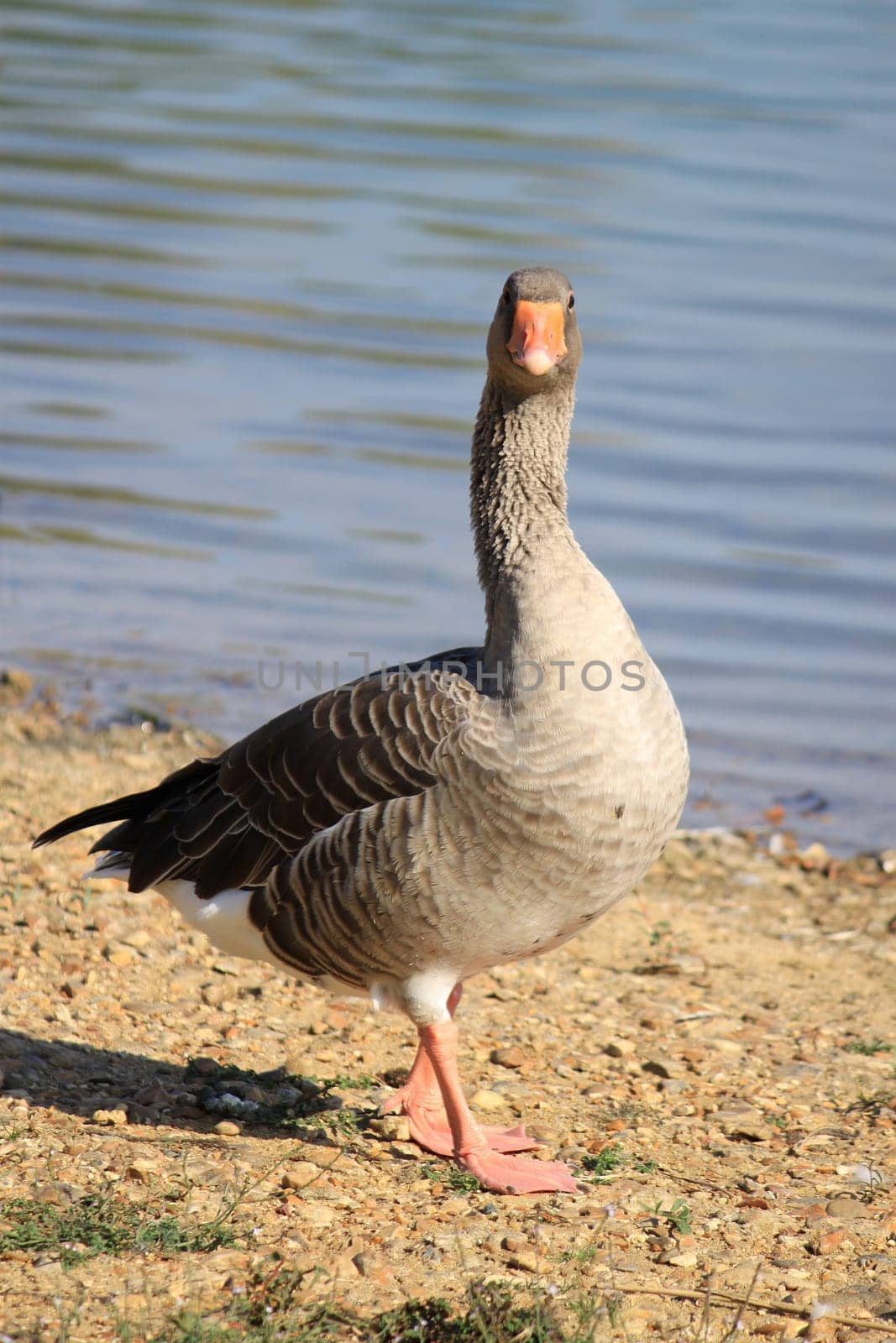 a wild goose standing in a meadow near a lake