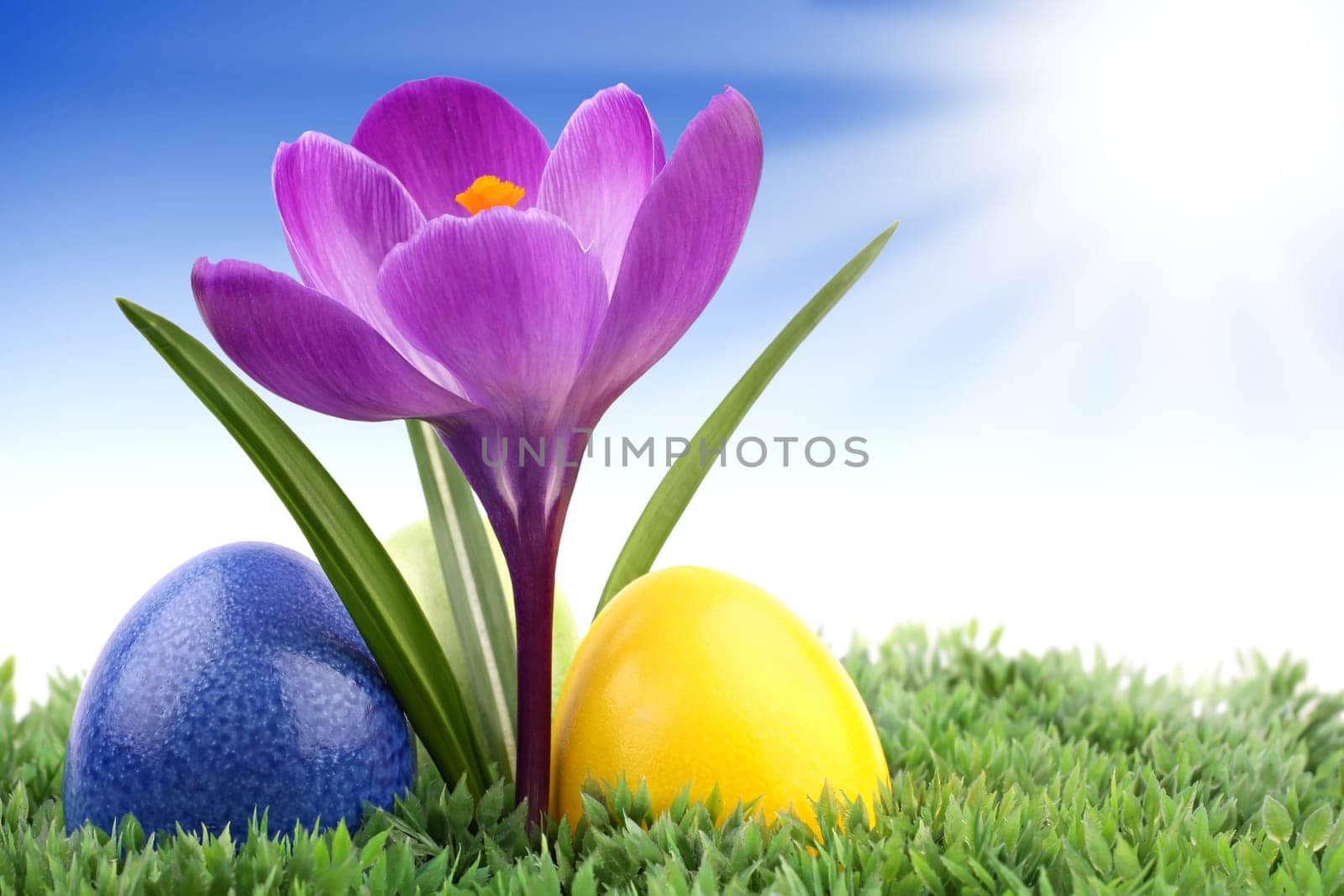 Easter eggs on a crocus flower on a green meadow