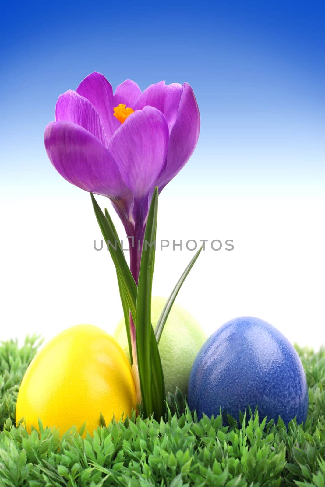 Easter eggs on a crocus flower on a green meadow