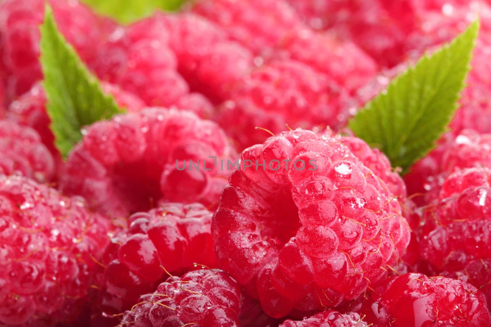 Fresh raspberries with leaves and drops of water.