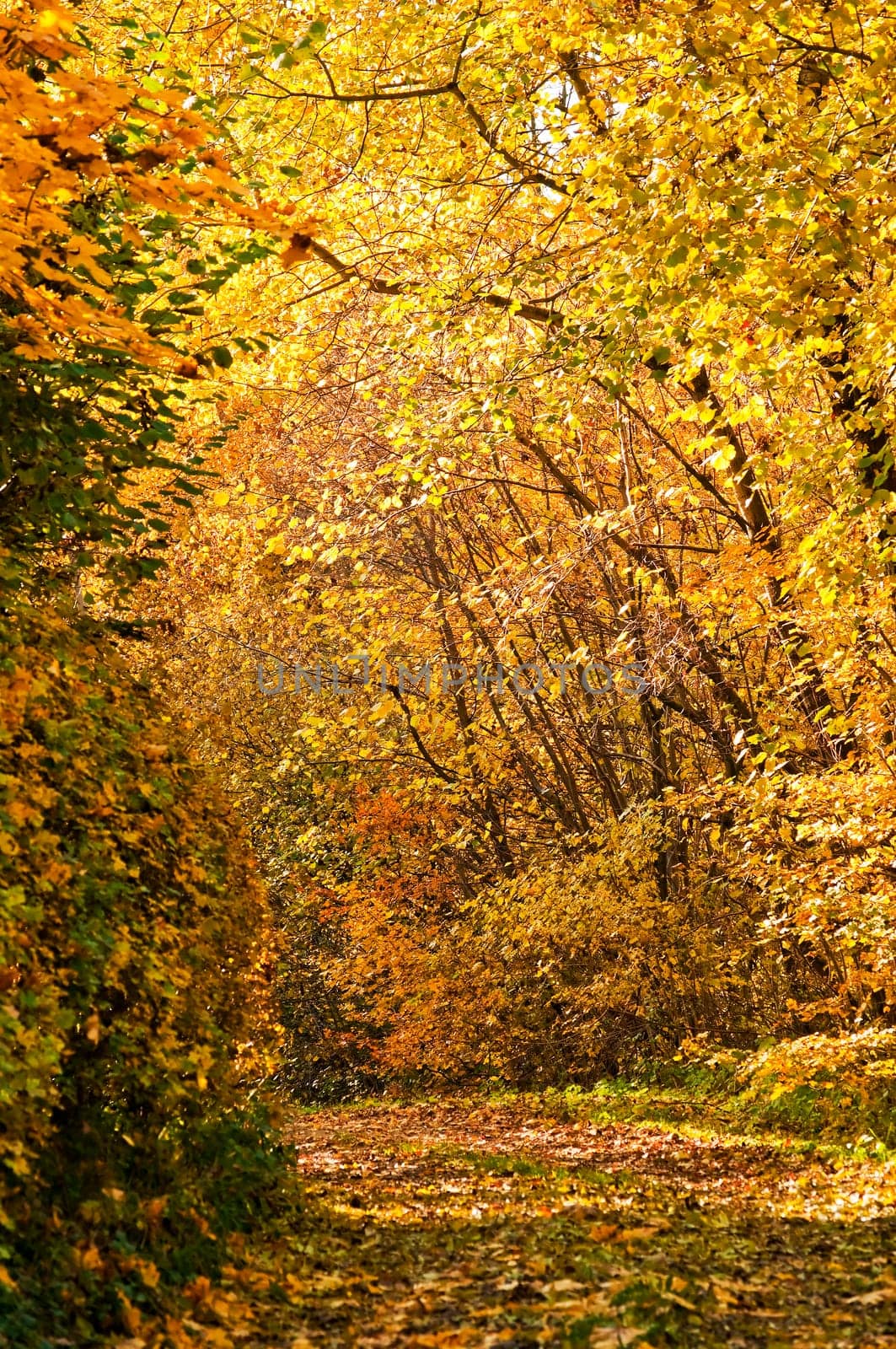 Autumn forest