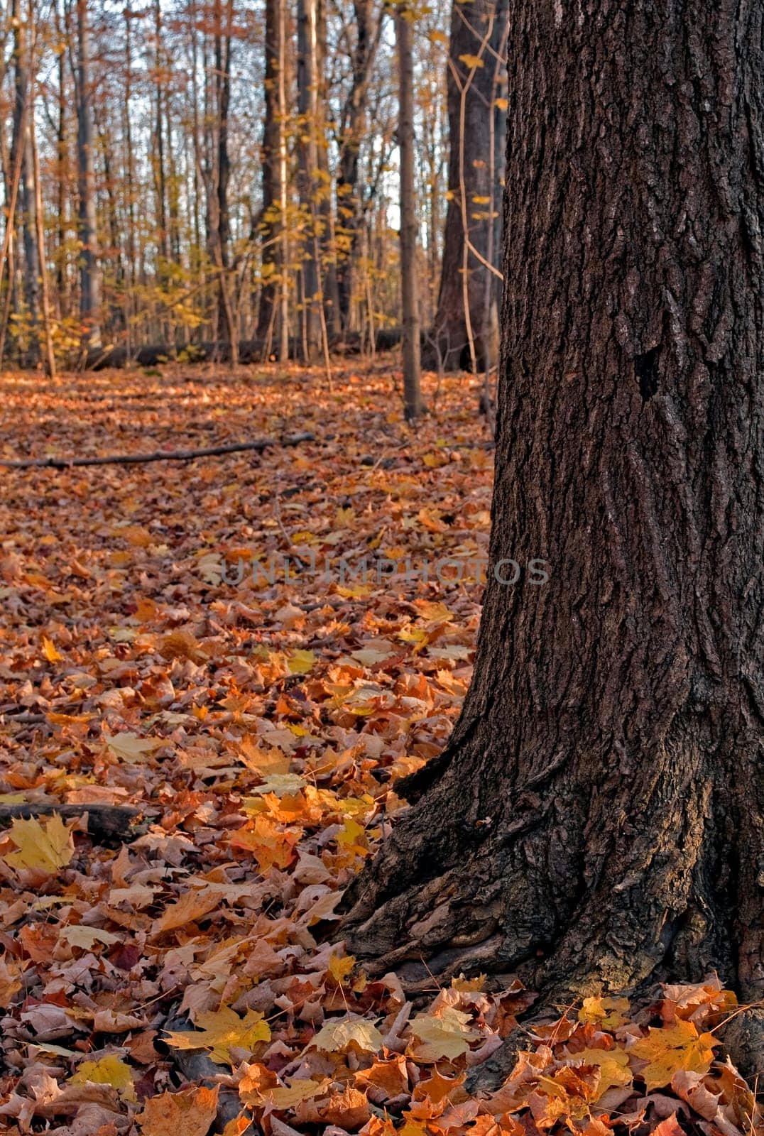 Fall season colors, maple tree and fallen leaves.