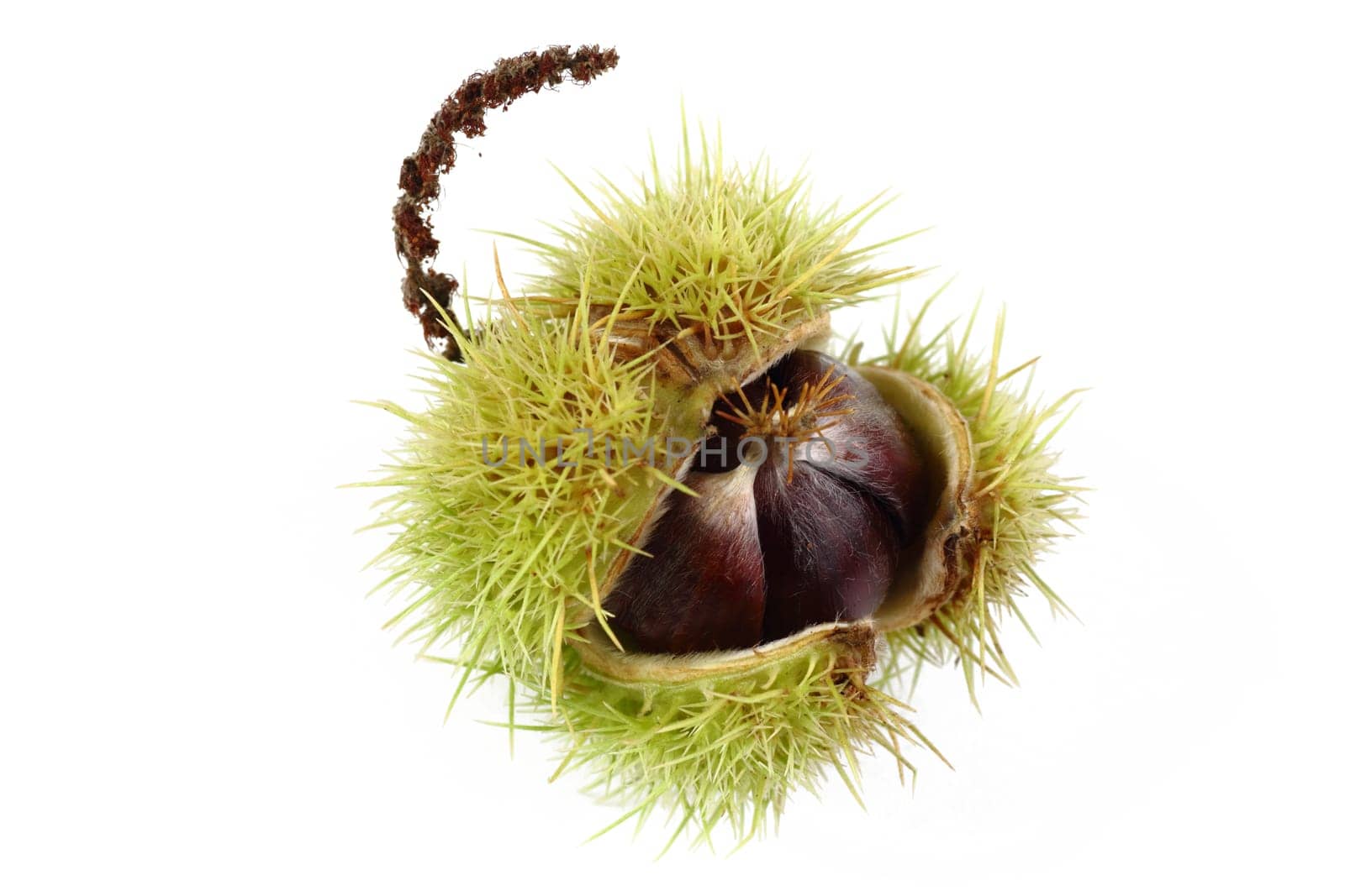 Chestnuts - Chestnuts - Castanea sativa