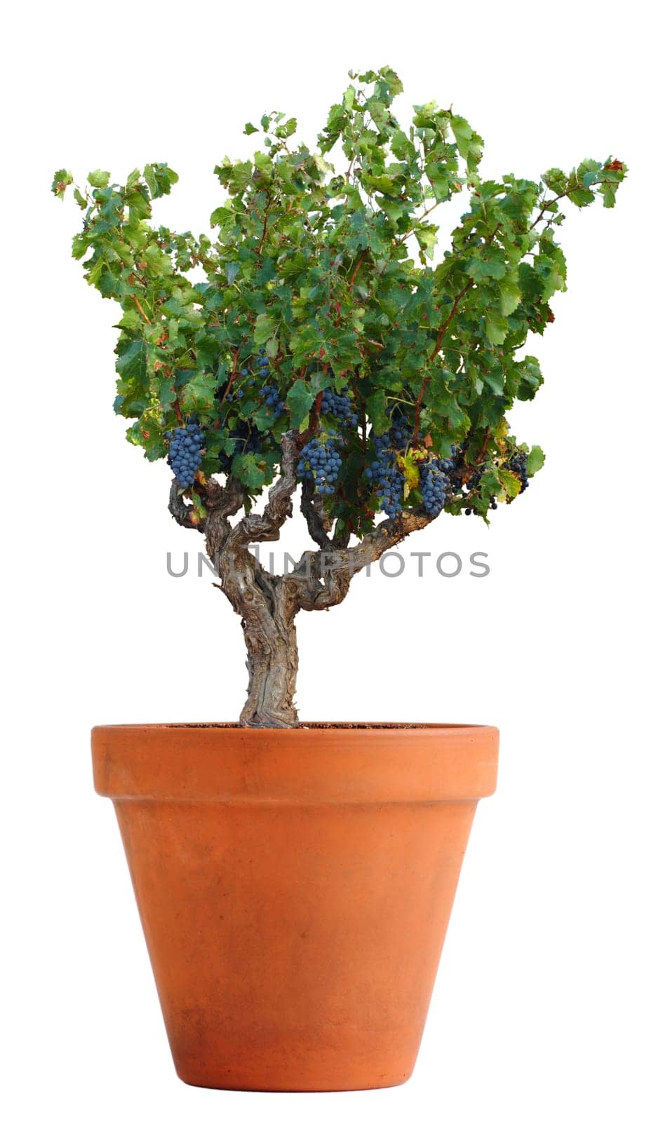 Vine in a clay pot - Growing grapes at home