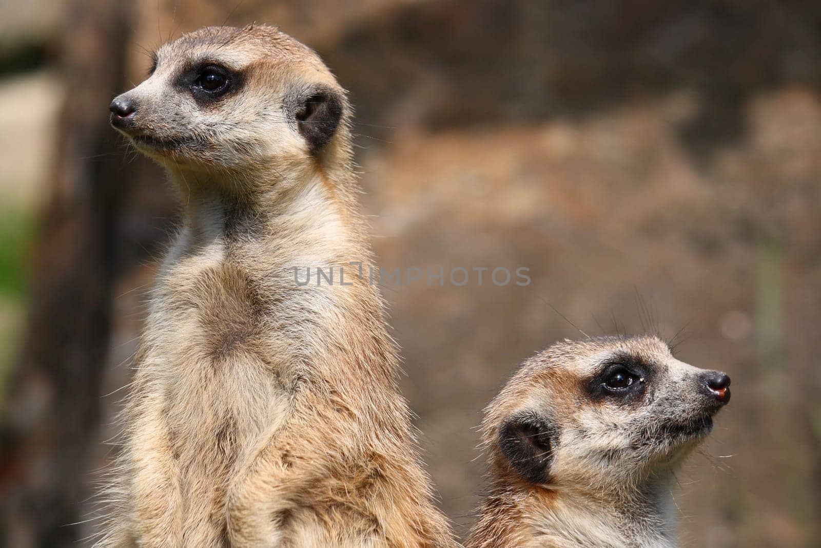 Meerkat