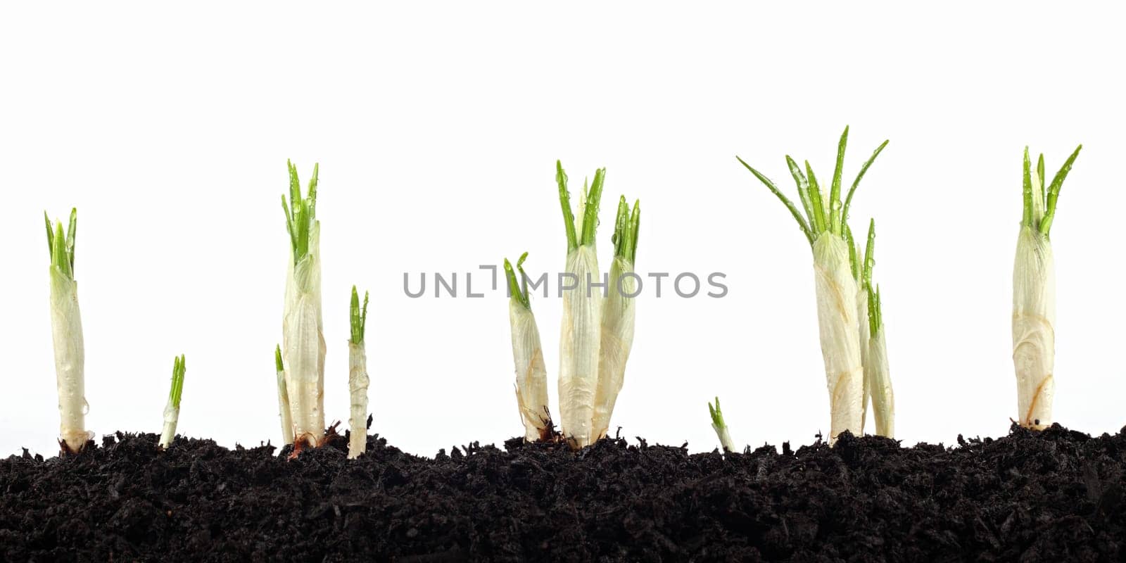 New plant shoots break through the earth.
