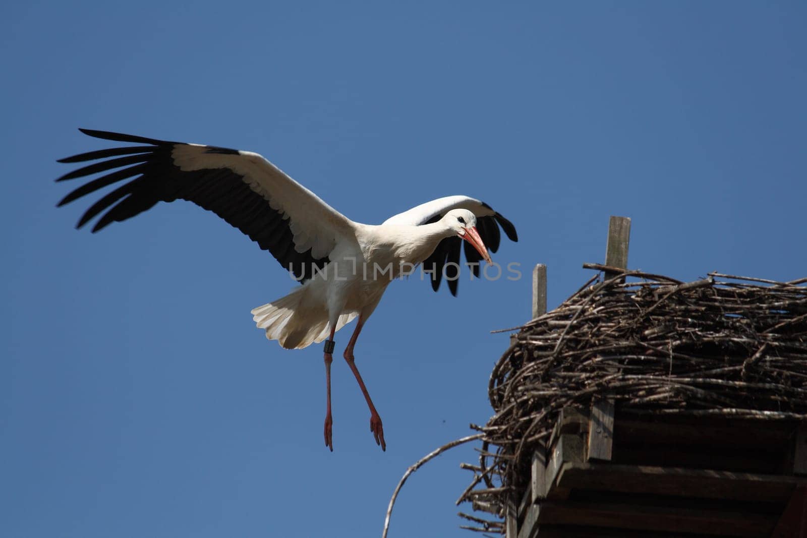 White stork in the wild
