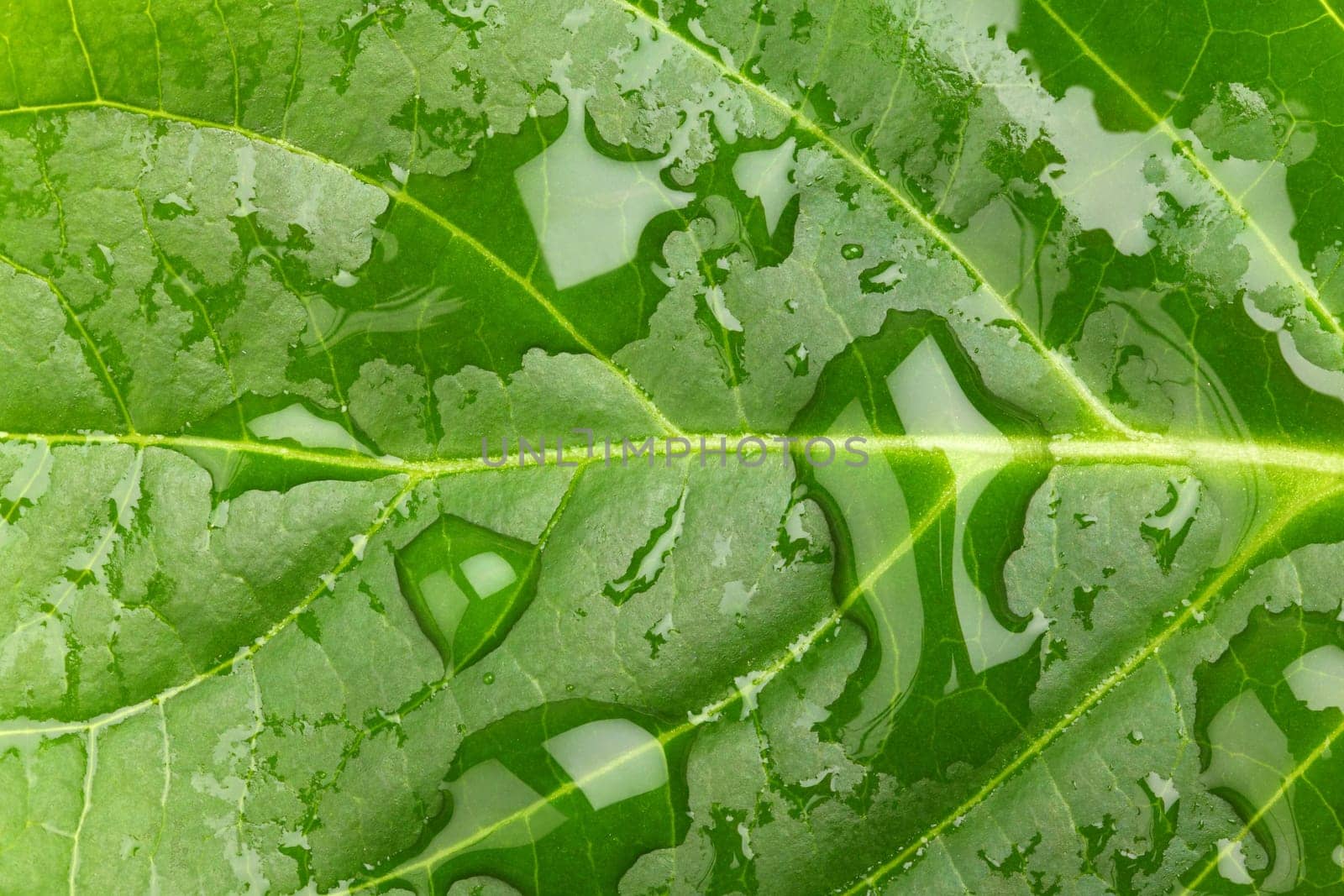 A green leaf of a plant with water droplets in a close-up