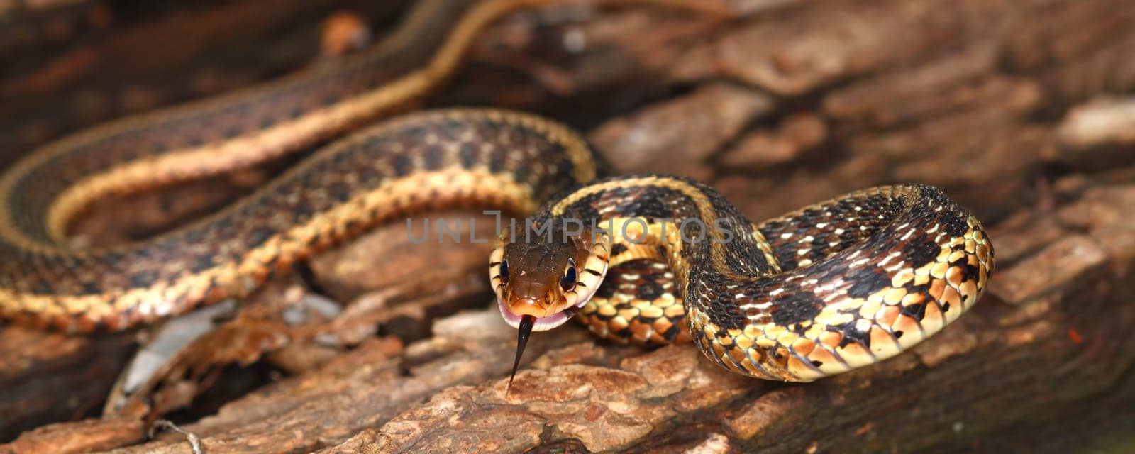 Garter Snake (Thamnophis sirtalis) takes a defensive position.