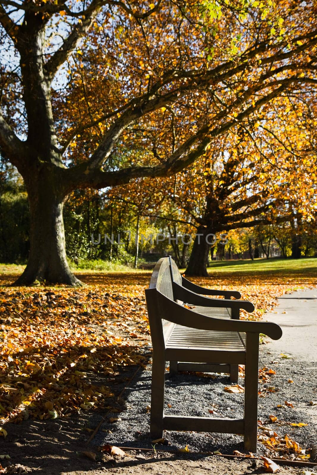 Park with colorful plane trees and garden-bench in autumn