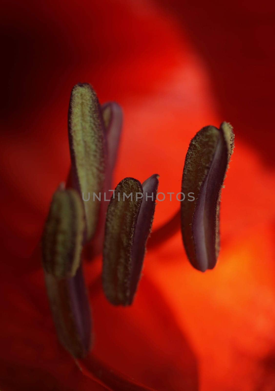 Amaryllis Stamp