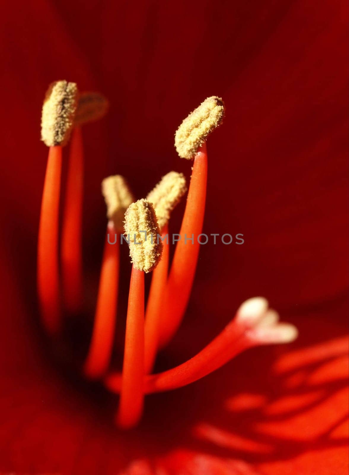 Amaryllis Stamp