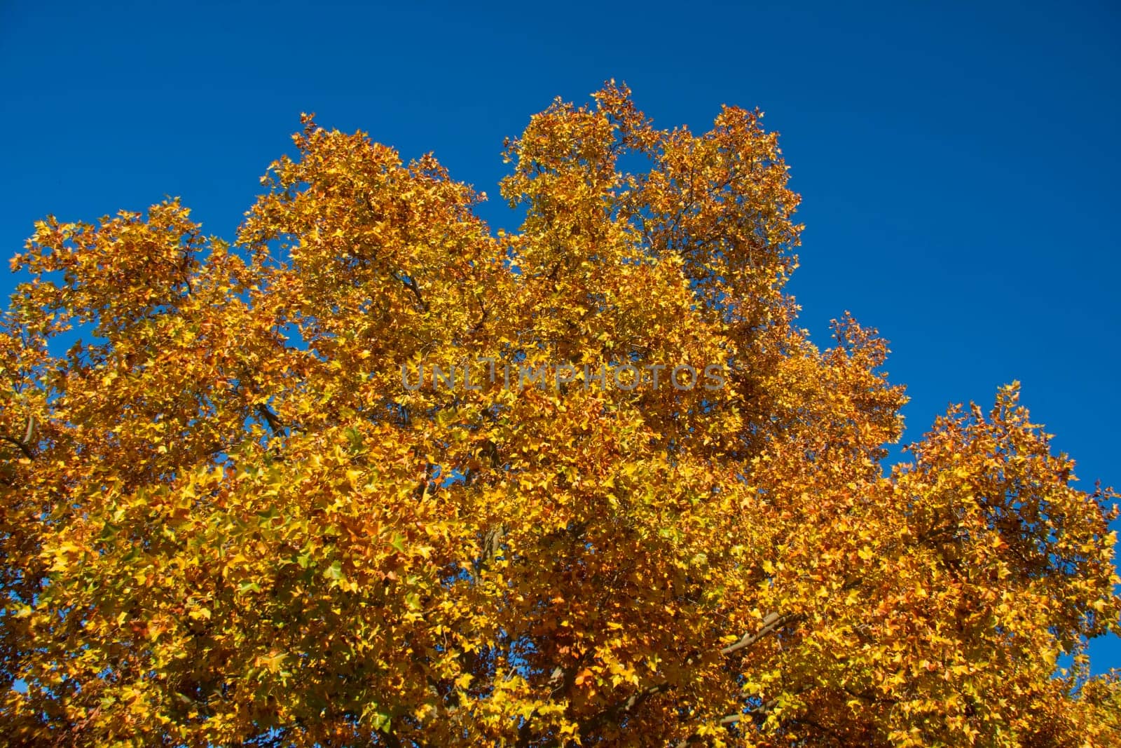 Yellow leaves on tree in autumn against blue sky