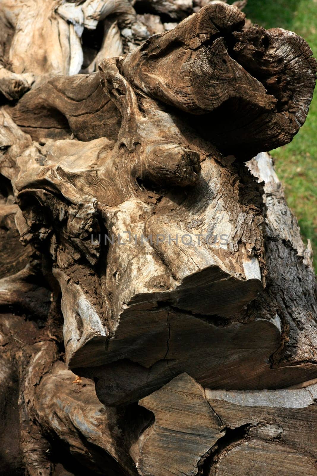 Close-up of a felled tree trunk