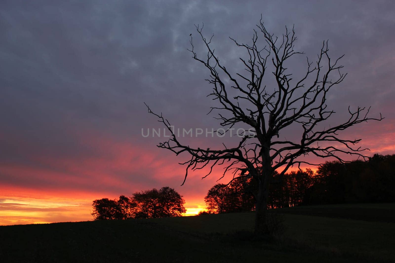 Dead tree at sunrise