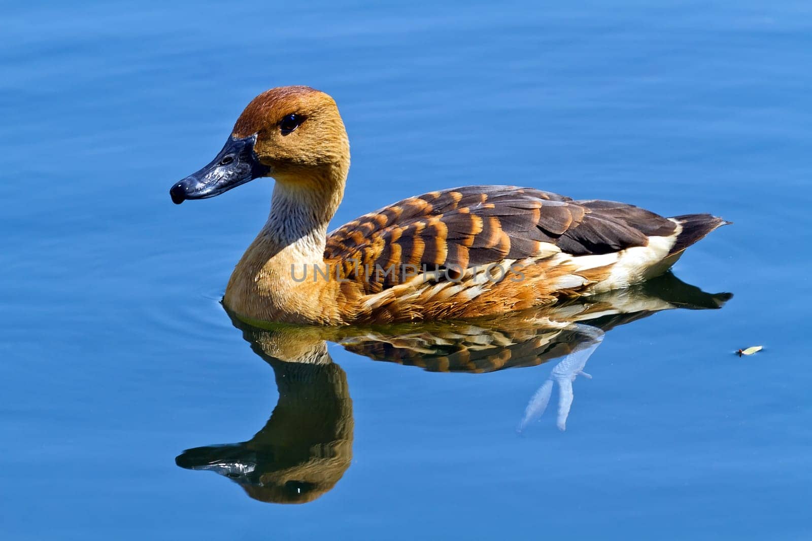 wild duck in the lake, reflections on symmetry