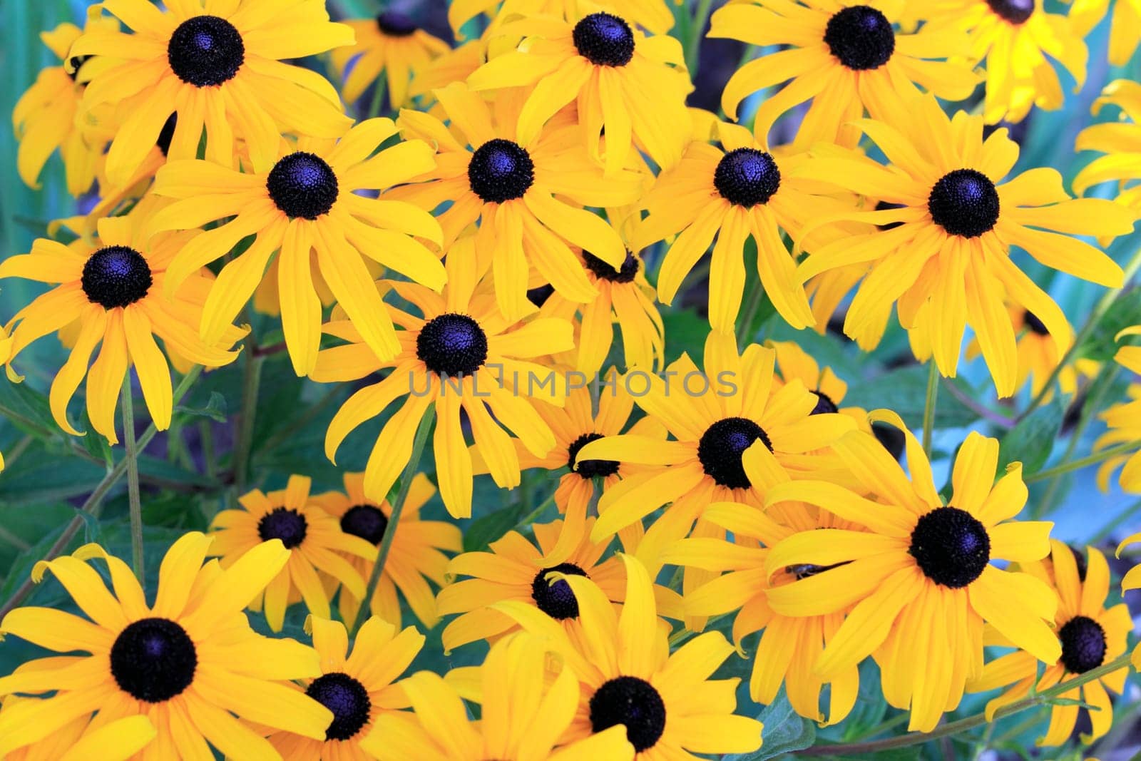 Beautiful Black-eyed Susan flowers with deep yellow petals and dark center.