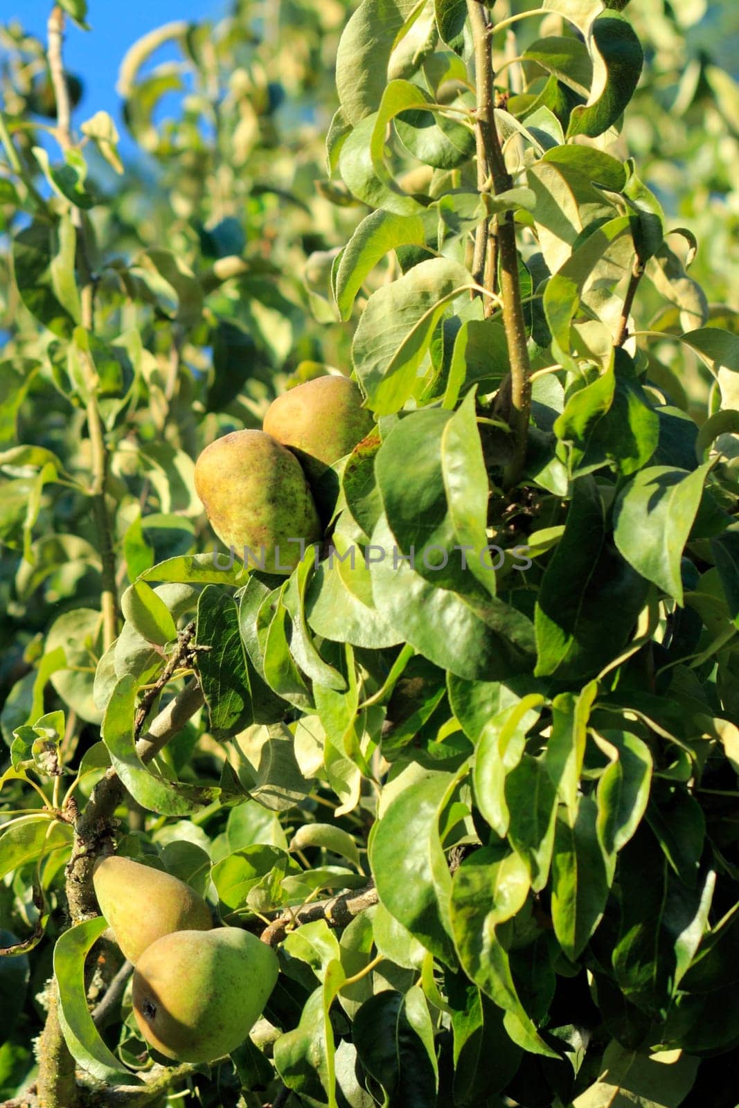 Pears growing on a tree outdoors under morning summer sun.