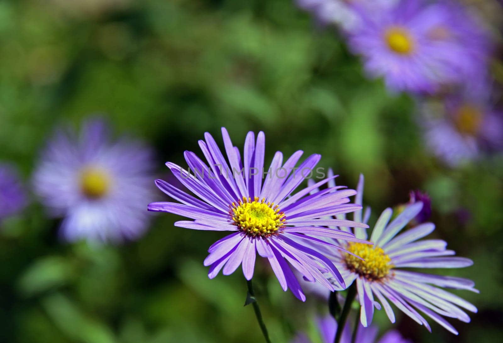 Blue-violet asters