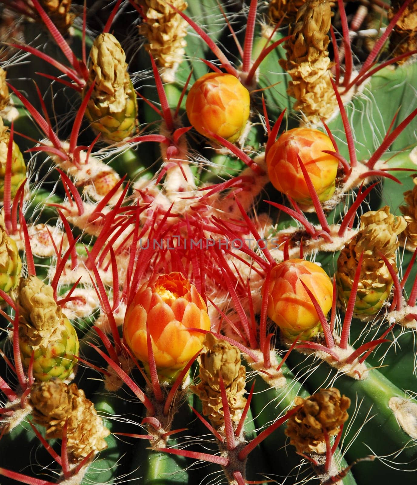 Cactus Flowers