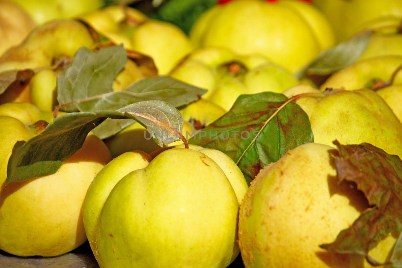 Lots of quince fruit on the market