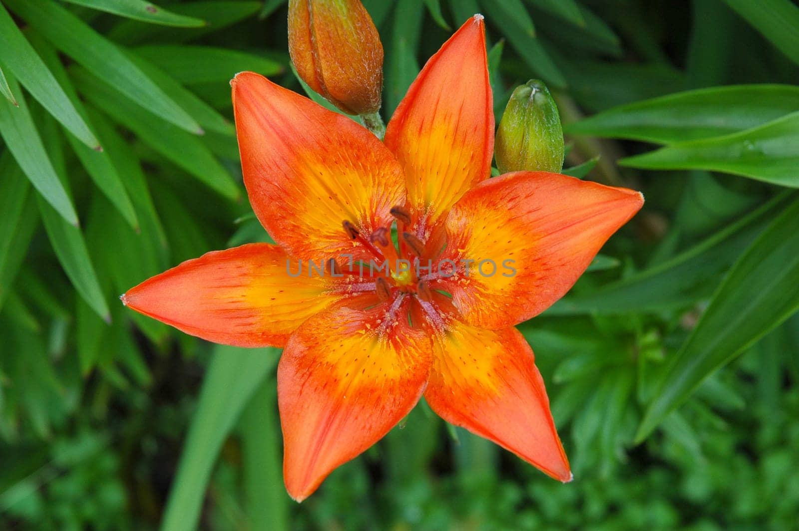 Lilium is a genus of herbaceous flowering plants growing from bulbs. Most species are native to the temperate northern hemisphere, though the range extends into the northern subtropics