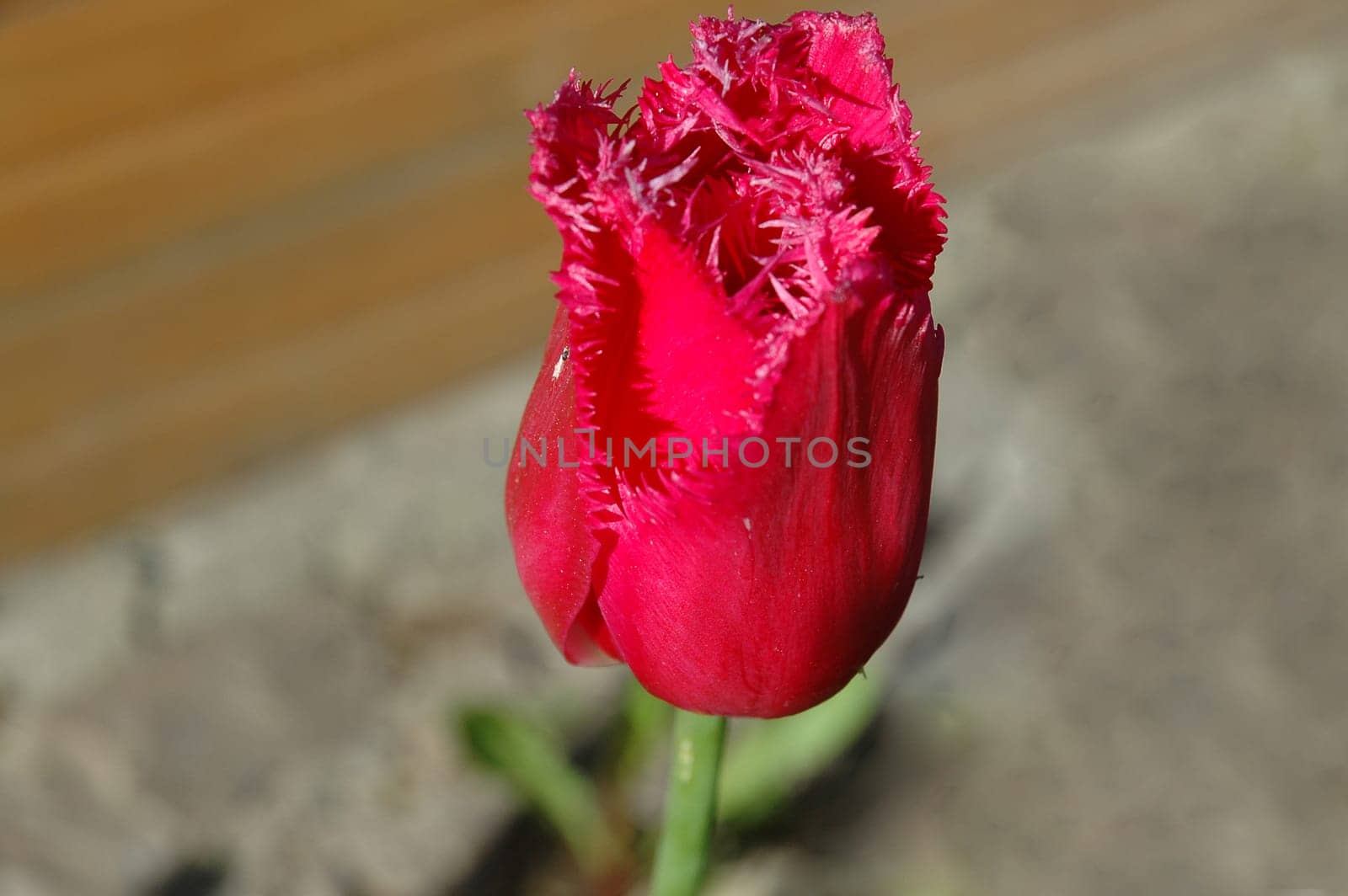 The tulip is a perennial, bulbous plant with showy flowers in the genus Tulipa, which comprises 109 species and belongs to the family Liliaceae.