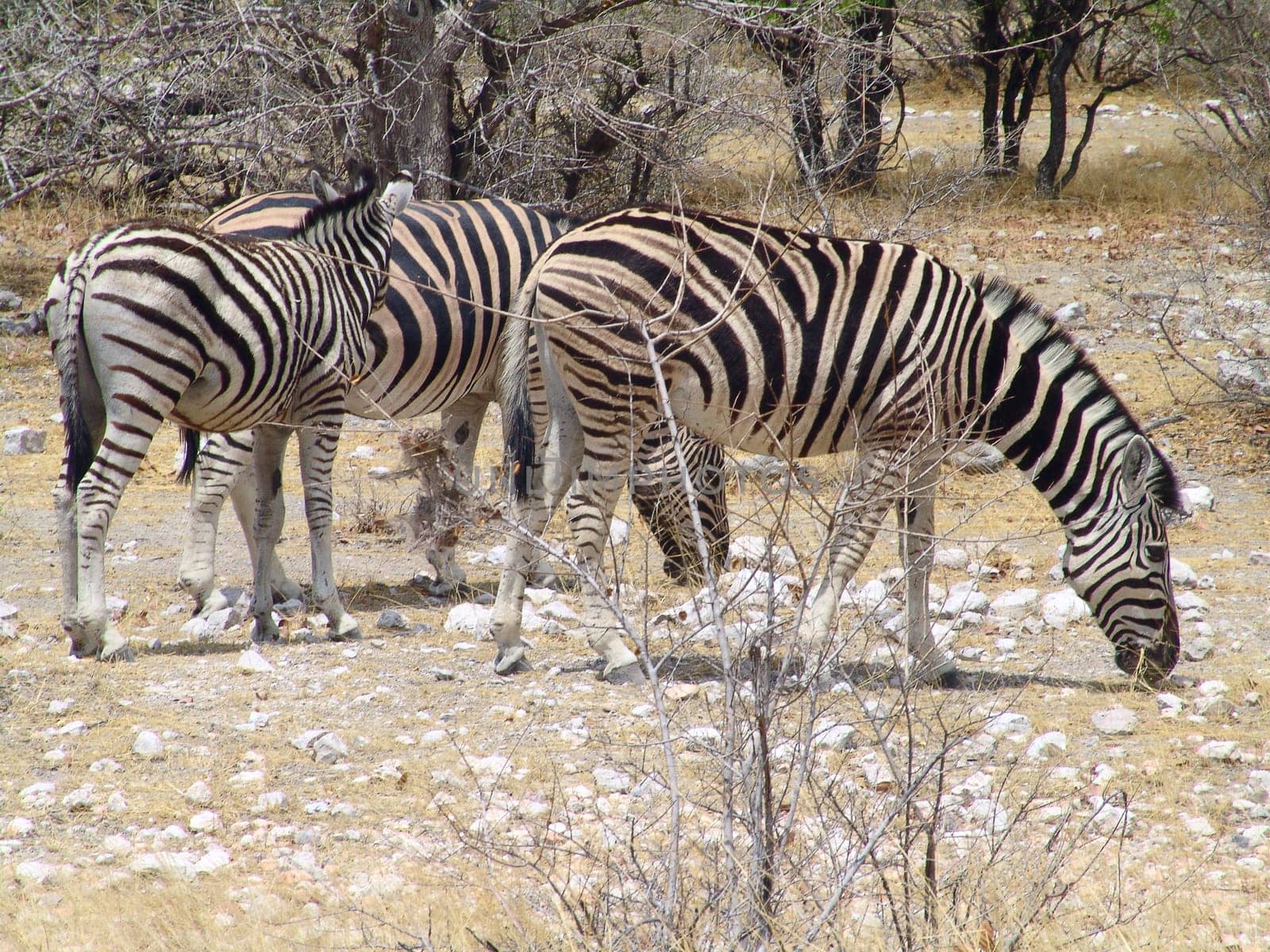 Zebra Burchells. Native habitant of African continent