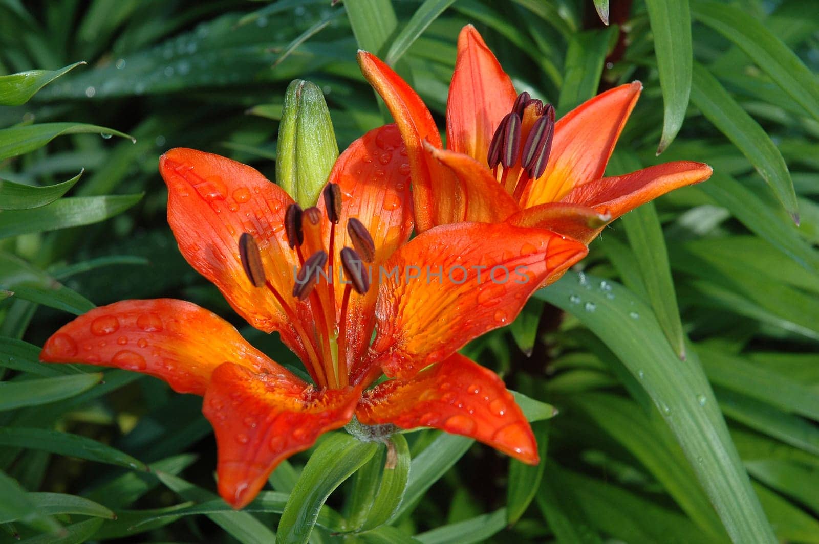 Lilium is a genus of herbaceous flowering plants growing from bulbs. Most species are native to the temperate northern hemisphere, though the range extends into the northern subtropics