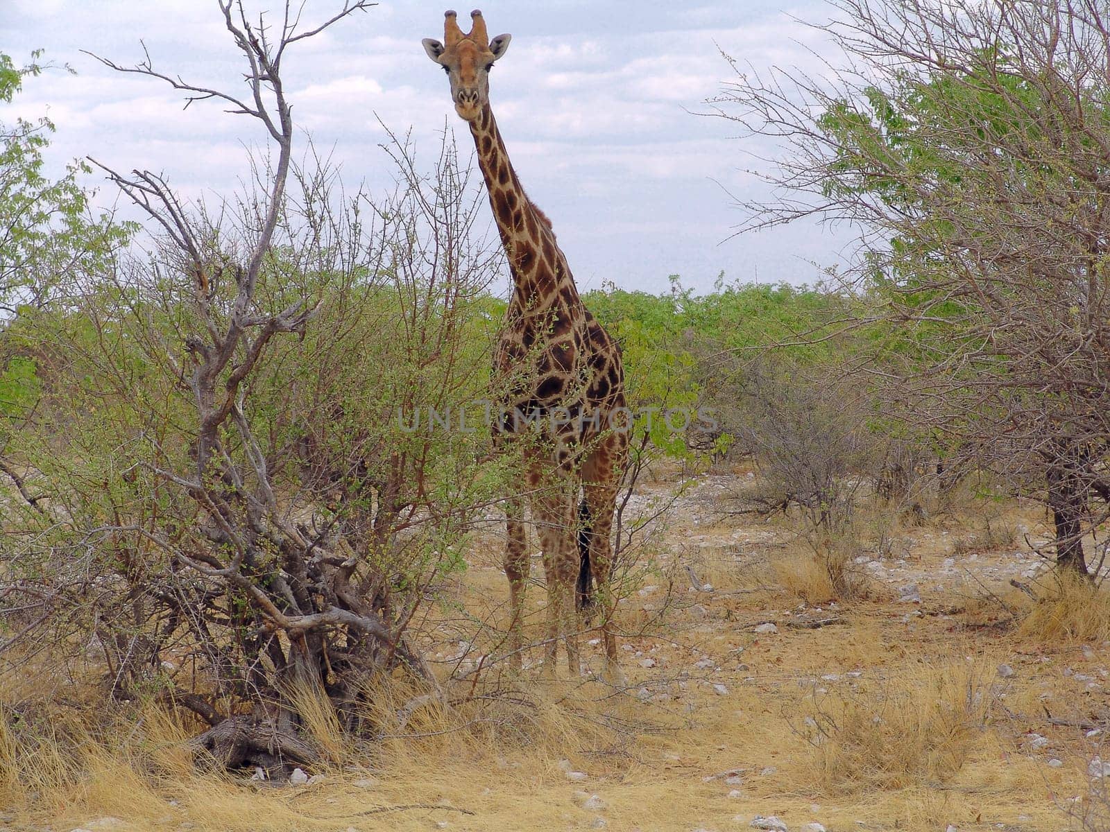 Giraffe is going to eat some