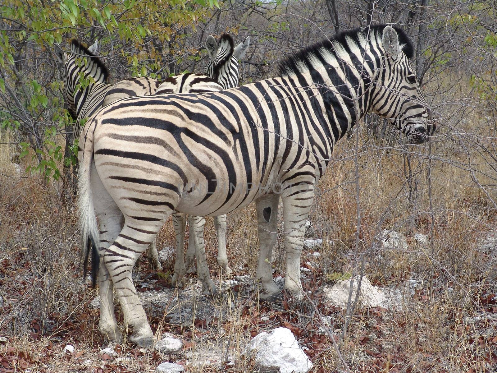 Zebra Burchells. Native habitant of African continent